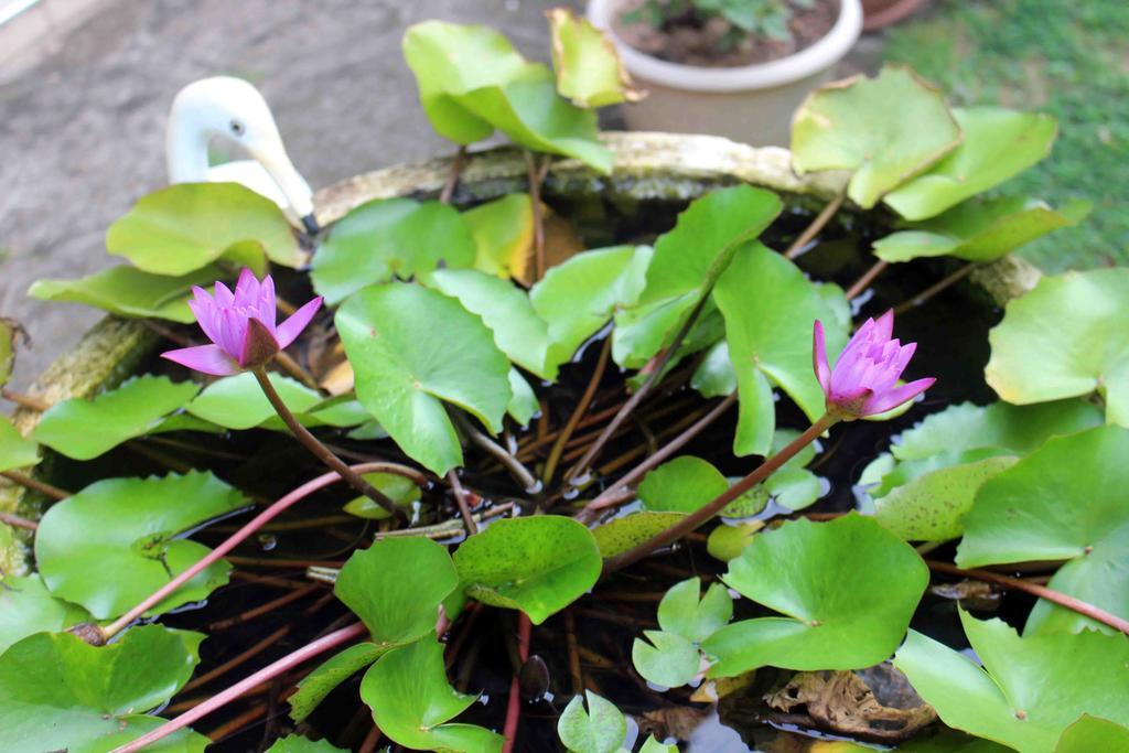 Anura Home Stay Kalutara Eksteriør bilde